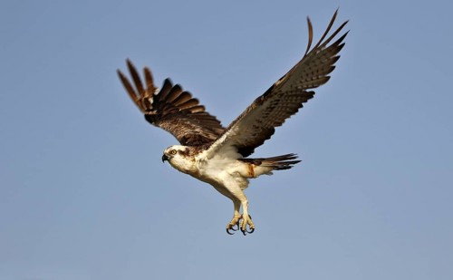 Osprey