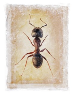 Grunge dirty photomanipulation of an ant