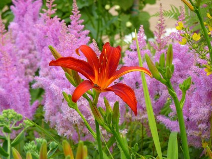 Astilbe flowering in the garden, Prachtspieren (Astilbe), Daylily with Astilbe in the garden,