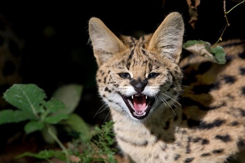Portrait of Serval (leptailurus serval), Young Snarling