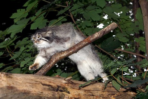 MANUL OR PALLAS'S CAT (otocolobus manul), ADULT STANDING ON BRANCH