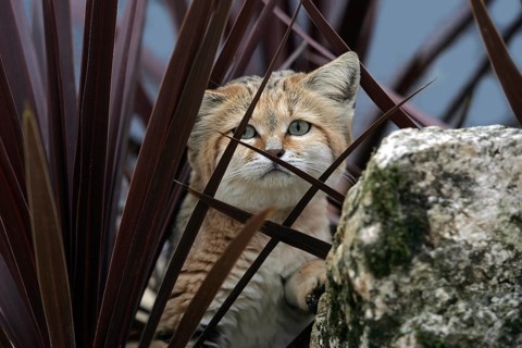 Sand Cat (felis margarita), Adult hidden in Bush