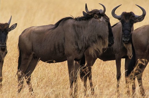 Blue Wildebeest (connochaetes taurinus), Herd standing in Dry Grass, Masai Mara Park in Kenya