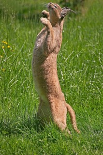 Caracal (caracal caracal), Adult hunting Bird, on Hind Legs