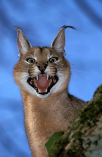 Caracal (caracal caracal), Adult Snarling in Defensive Posture