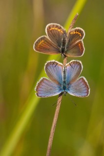 Silver-studded blue (Plebejus argus), couple, North Rhine-Westphalia, Germany, Europe