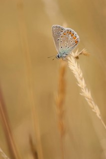 Common blue butterfly (Polyommatus icarus) Germany