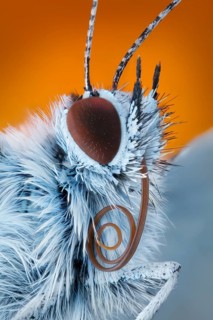 Portrait of a butterfly (Polyommatus icarus) with sucking trunk