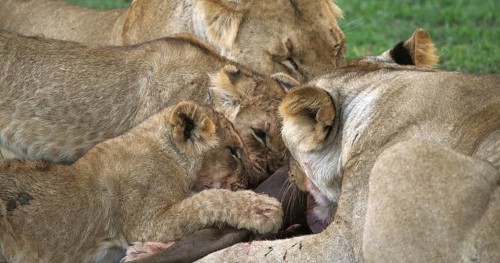 African Lion (panthera leo), Females with a Kill, a Wildebest, Masai Mara Park in Kenya