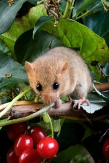 Common Dormouse (muscardinus avellanarius), Normandy