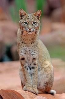 Bobkatze (Lynx rufus) (Felis rufa)