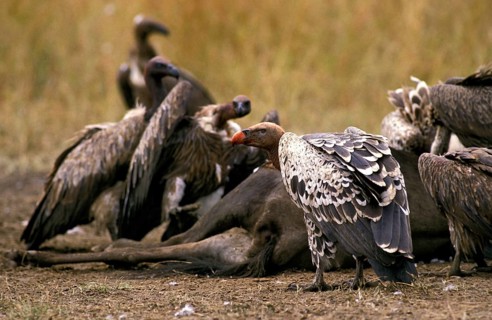 RUPPELL'S VULTURE gyps rueppelli, GROUP ON A WILDEBEEST CARCASS, KENYA