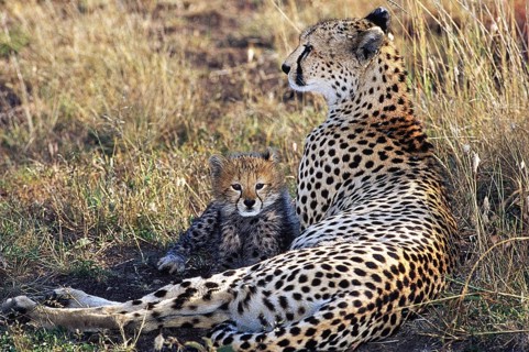 Cheetah (acinonyx jubatus), Female with Cub, Masai Mara Park in Kenya