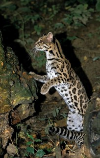 Margay Cat, leopardus wiedi, Adult standing on Hind Legs