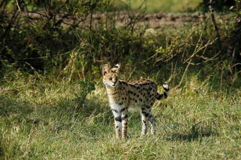 Serval (leptailurus serval), Adult, Masai Mara Park in Kenya