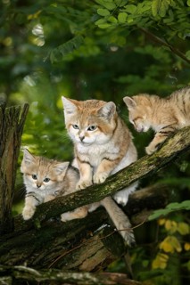 Sand Cat (felis margarita), Female with Youngs standing on Branch