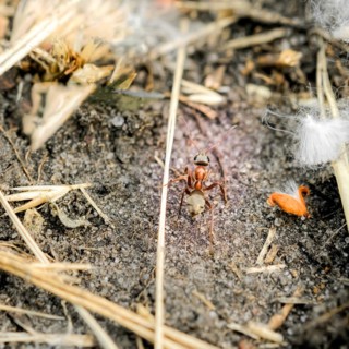 A little red and brown ant walking on the ground in middle of the straws