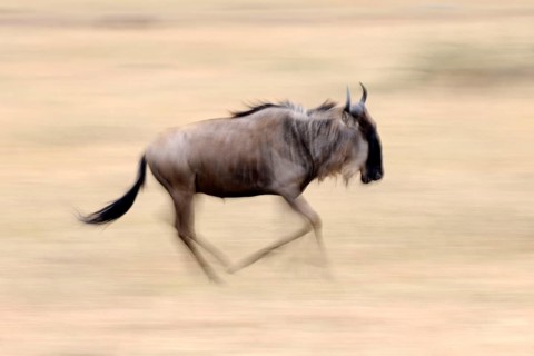 Blue wildebeest, Massai Mara Game Reserve, white-bearded wildebeest (Connochaetes taurinus),