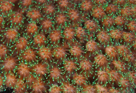 Coral polyps, Lake Banda, Bali (Rhynchocinetes durbanensis), Indonesia, Asia