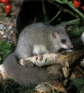 Edible Dormouse (glis glis), Adult