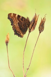 Large tortoiseshell (Nymphalis polychloros) Rhineland-Palatinate, Germany, Europe