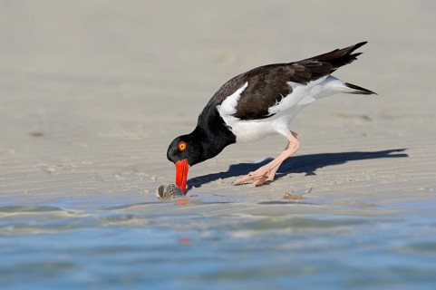 American oystercatcher (Haematopus palliatus) eating mussel, Florida, USA, North America