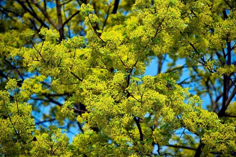 Lime tree in blossom in spring