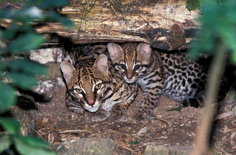Ocelot (leopardus pardalis), female with young