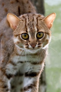 Rusty-spotted cat (prionailurus rubiginosus), portrait of an adult