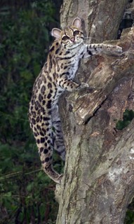 MARGAY CAT leopardus wiedi, adult ON BAUMSTAMM
