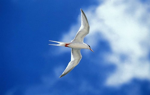 Arctic tern (sterna paradisaea), adult in flight against blue sky, Australia, Oceania
