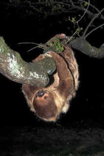 Two-Toed Sloth (choloepus didactylus), Adult hanging from Branch
