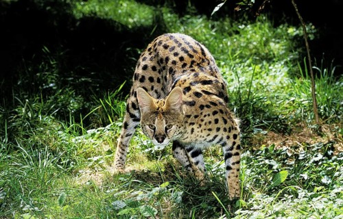 SERVAL (leptailurus serval), ADULT