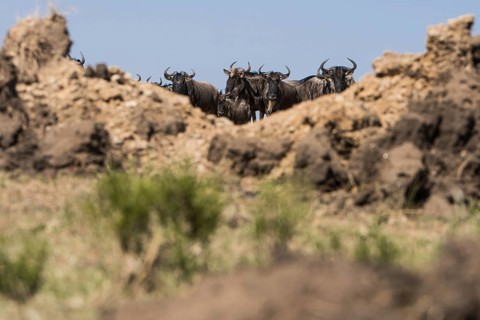 Adult, adventure, africa, african, animal, area, blue, botswana, bush, chobe, conservation,
