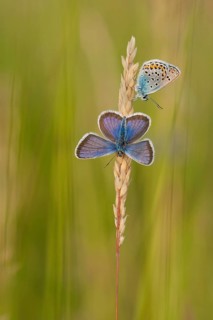 Silver-studded blue (Plebejus argus) male, North Rhine-Westphalia, Germany, Europe