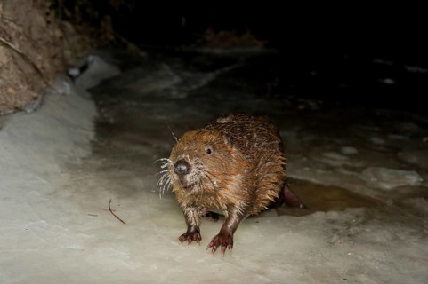 European beaver (Castor fiber), Rosenheim, Bavaria, Germany, Europe