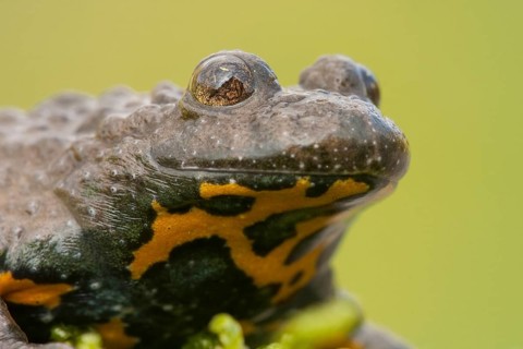 Yellow-bellied toad (Bombina variegata) Rhineland-Palatinate, Germany, Europe