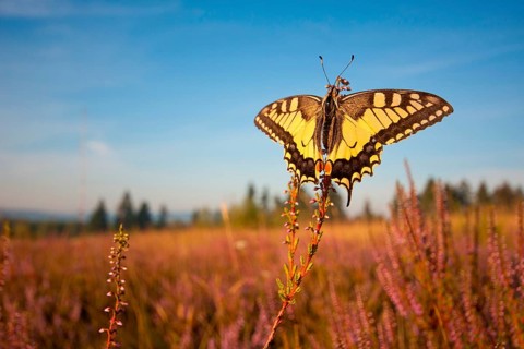 Swallowtail (Papilio machaon) in Heide, North Rhine-Westphalia, Germany, Europe