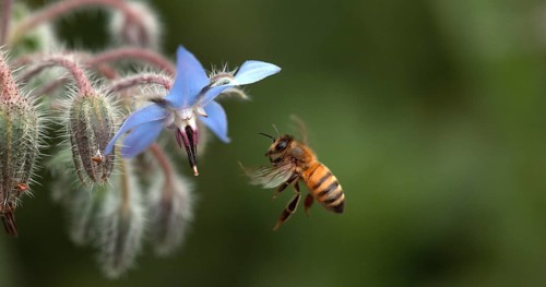 European Honey Bee (apis mellifera), Bee foraging a borage Flower, Insect in Flight, Pollination