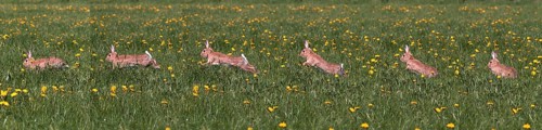 European Rabbit (oryctolagus cuniculus) or Wild Rabbit, Adult running through Flowers, Normandy