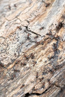 Wood ant (Formica), several animals on deadwood, Brandenburg, Germany, Europe
