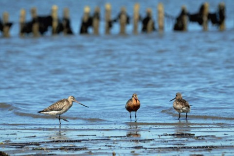 Bar-tailed Godwits in the Wadden Sea on Sylt