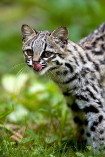 Tiger Cat or Oncilla (leopardus tigrinus), Adult licking Nose