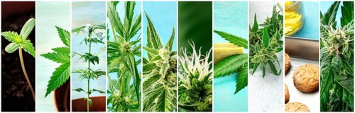 Cannabis collage. Many photos of various stages of growing marijuana plants at home, and organic