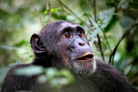 Schimpanse (Pan troglodytes) im Kibale-Nationalpark in Uganda
