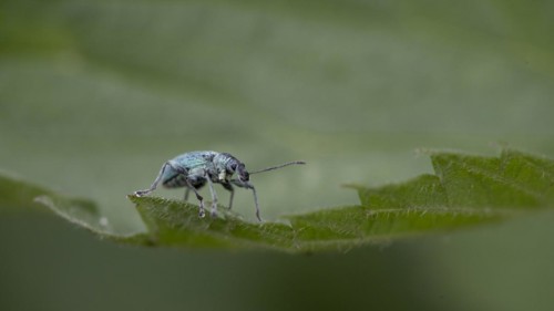 Nettle green weevil (Phyllobius pomaceus)