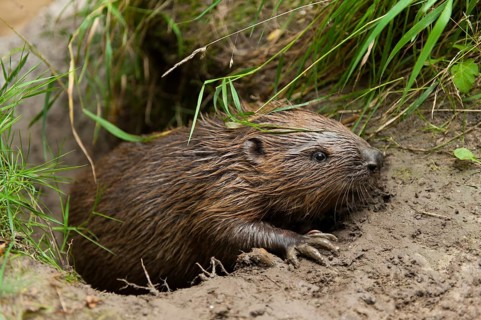 European beaver (Castor fiber), Rosenheim, Bavaria, Germany, Europe