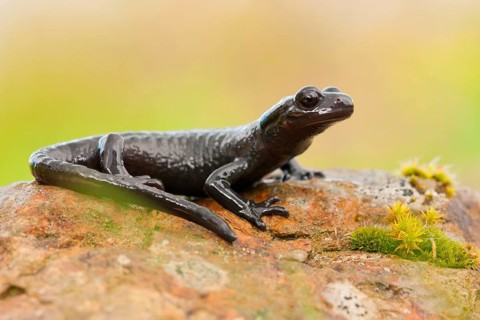Alpine Salamander (Salamandra atra) Germany