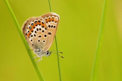 Silver-studded blue (Plebejus argus), female, Rhineland-Palatinate, Germany, Europe