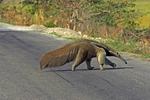 Giant anteater (myrmecophaga tridactyla), adult crossing road, Los Lianos in Venezuela